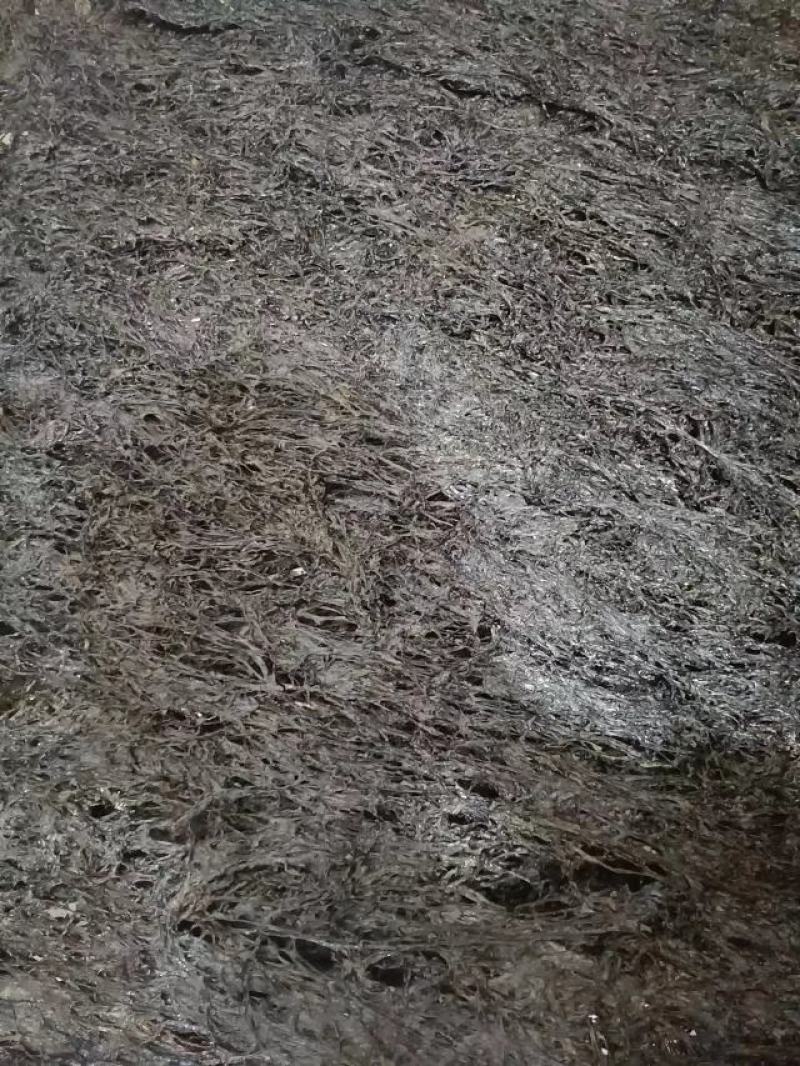 紫菜，福建精品紫菜大量上市，全国发货，欢迎选购
