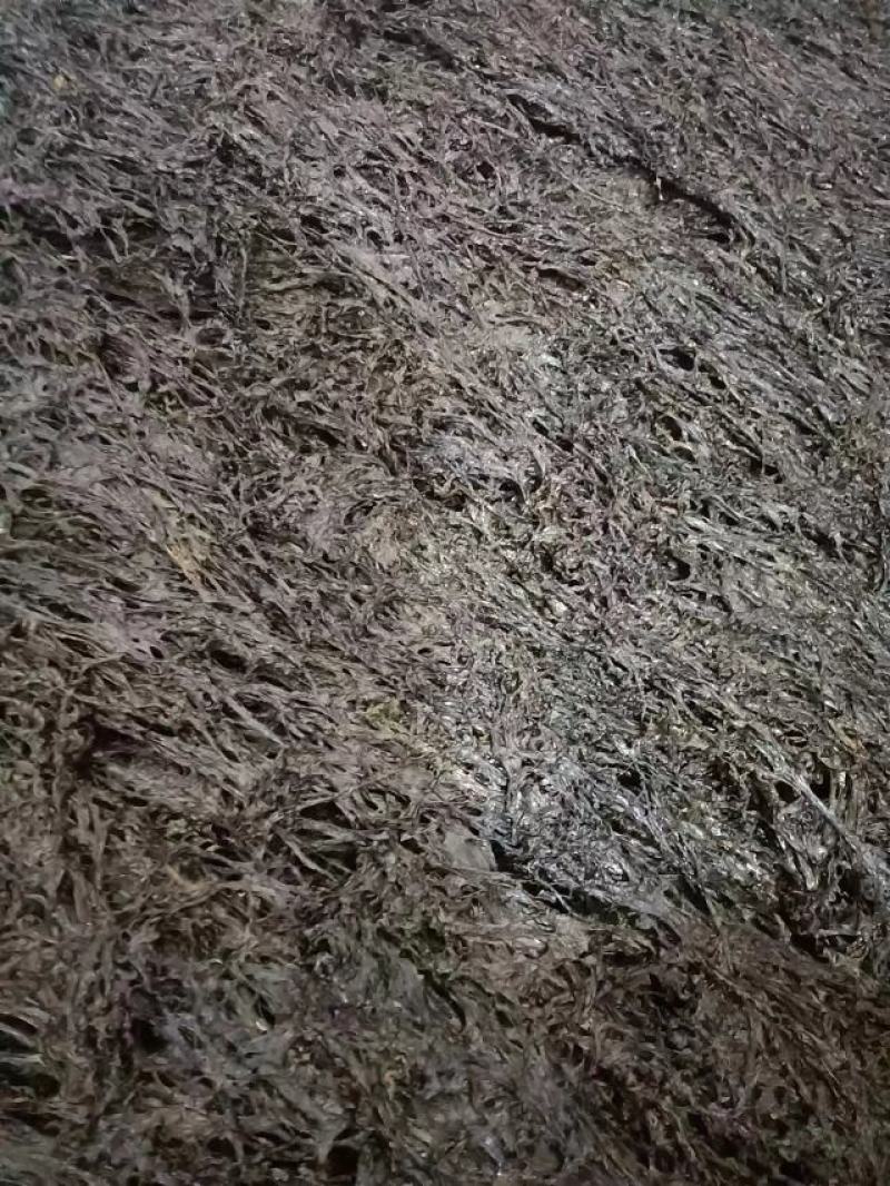 紫菜，福建精品紫菜大量上市，全国发货，欢迎选购