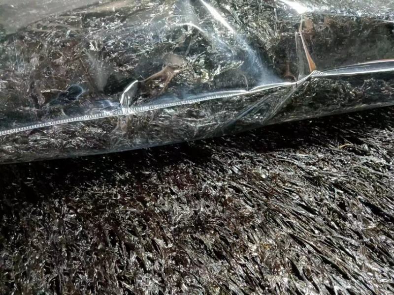 紫菜，福建精品紫菜大量上市，全国发货，欢迎选购