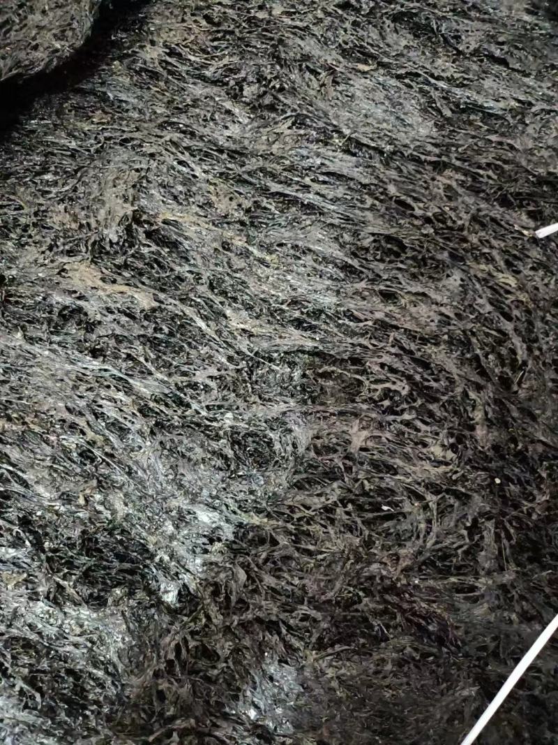 紫菜，福建精品紫菜大量上市，全国发货，欢迎选购