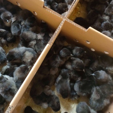 四川黑鸡苗包成活包疫苗货量充足，质量保证，批发各种鸡苗