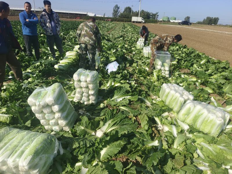 北京新三号白菜大量供应中有需要的联系我各种标准