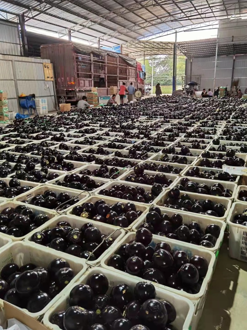 【紫光圆茄】、又黑又亮、茄面光滑、电商商超食堂均可以、