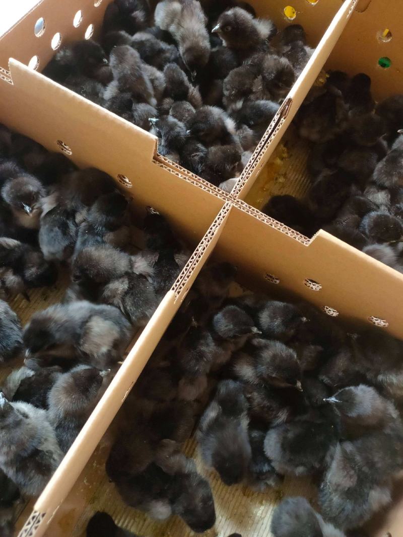 四川黑鸡苗包成活包疫苗货量充足，质量保证，批发各种鸡苗