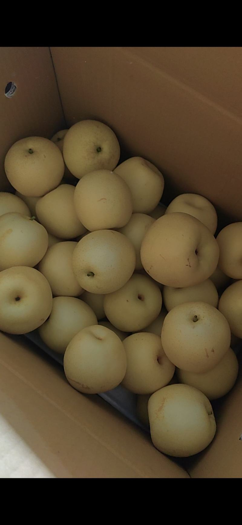 皇冠梨