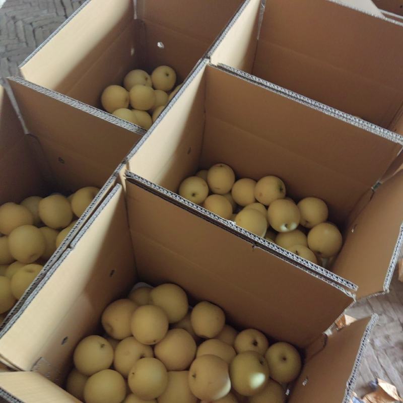 皇冠梨
