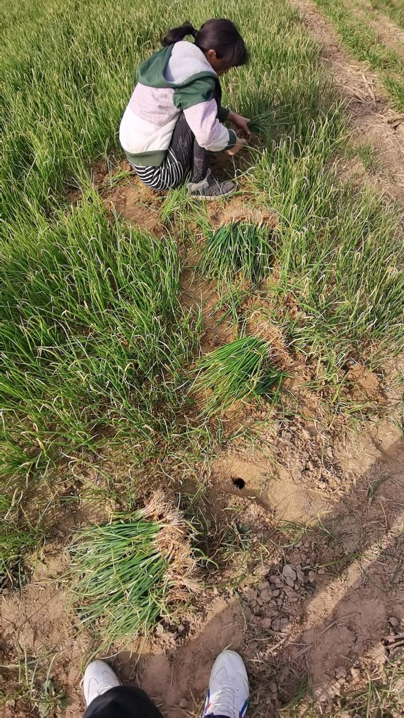 二红洋葱苗现挖现发，无土无杂质，半高桩洋葱苗子提供种技术