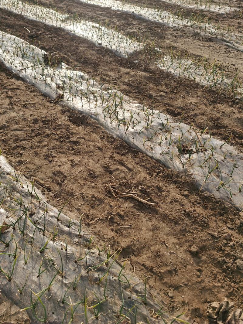 洋葱苗，半高桩二红洋葱苗，高产抗病，基地发货包技术可回收