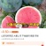 无籽西瓜，大量有货，价格不高，有需要的老板联系我