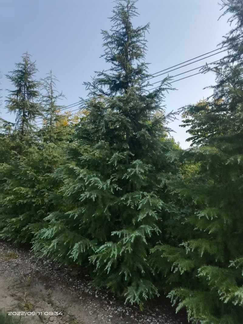 8米雪松价格优惠，冠幅饱满，枝条匀称，主杆直。