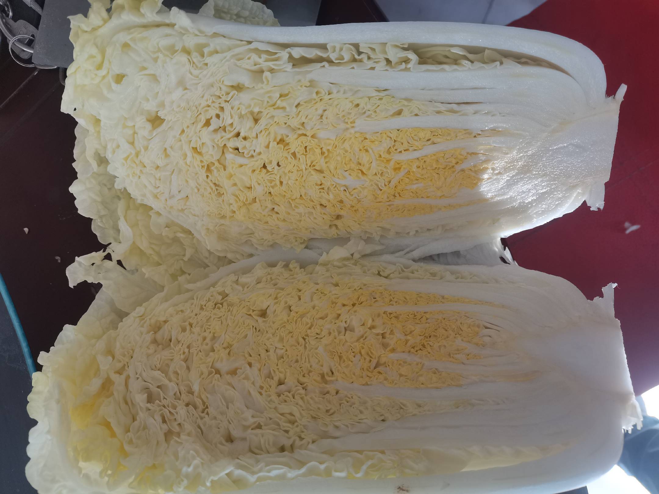娃娃菜蚜虫危害图