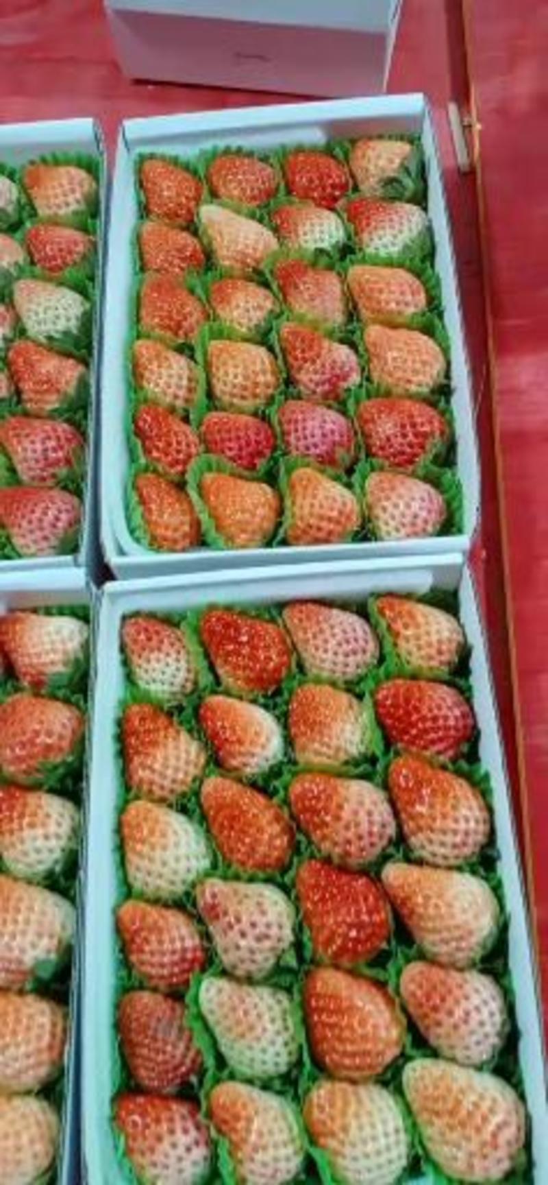 红颜草莓基地直发大量供应精品货源价格便宜欢迎采购