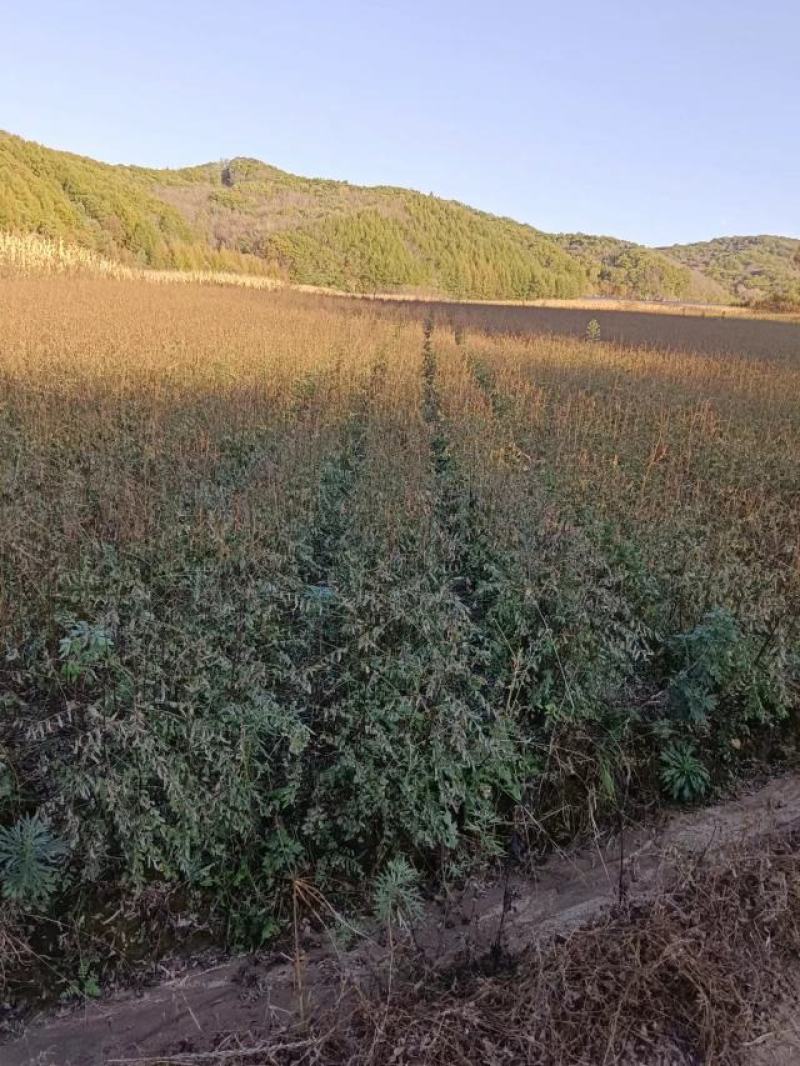 刺槐小苗，东北三省主产区