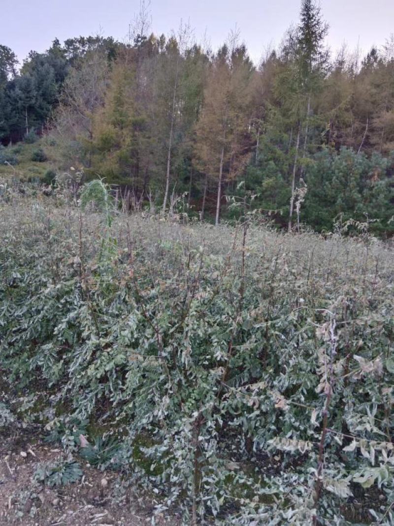 刺槐小苗，东北三省主产区