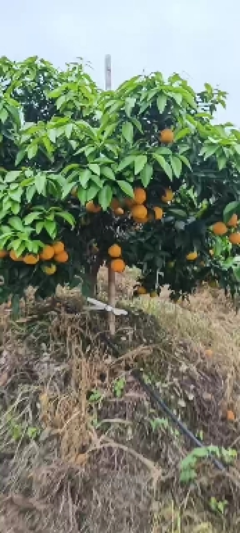 爱媛38号套袋果电商货60直90