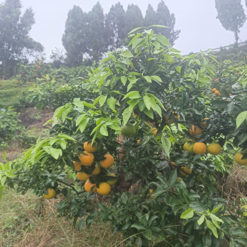 爱媛38号套袋果电商货60直90