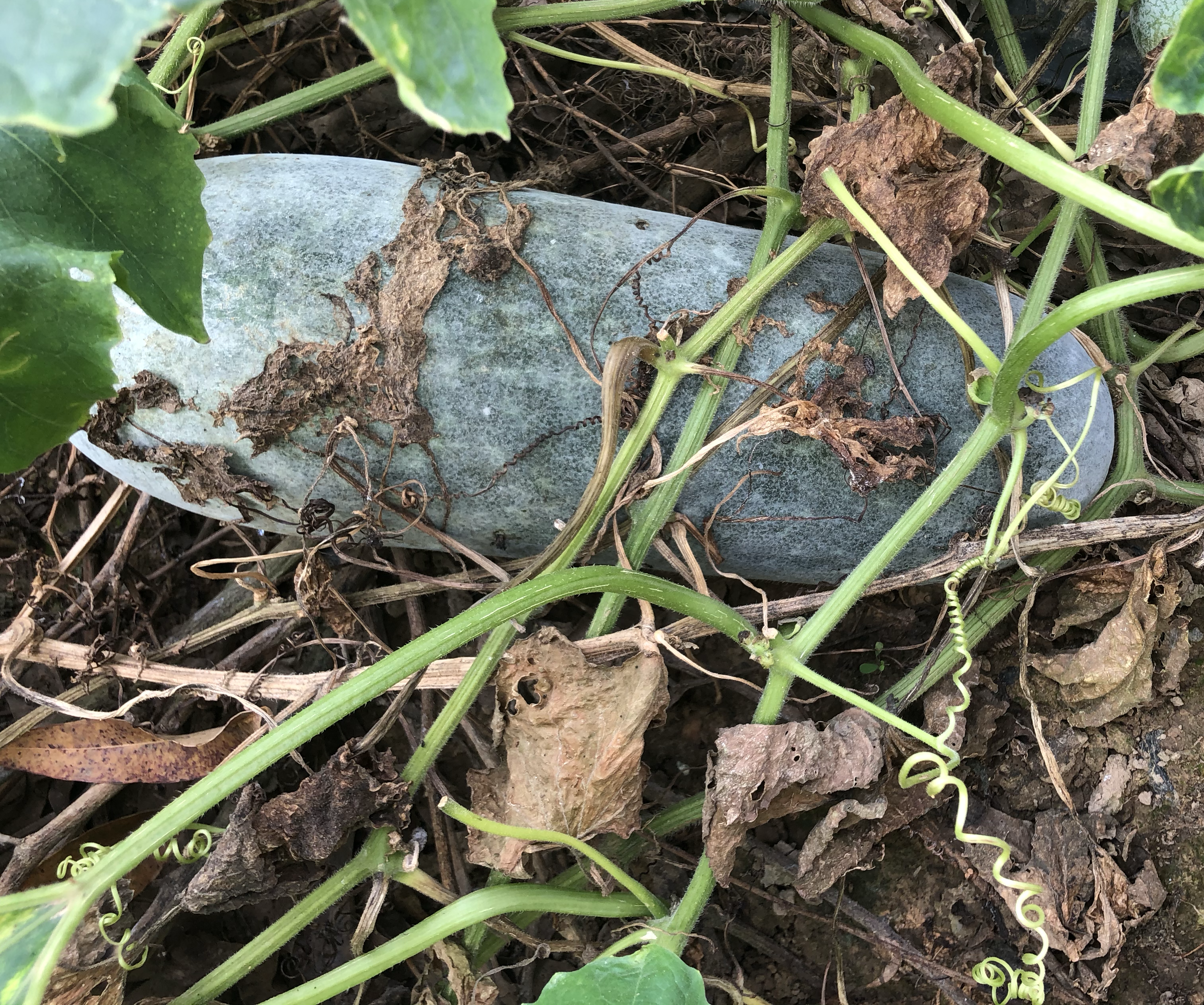 节瓜高清微距图,焦点落在表皮绒毛结构与果梗木质化特征上,背景虚化,突出触觉辨识线索 节瓜特写:墨绿色圆柱形果实,表面覆盖均匀细密白色短绒毛,果脐微凸,果梗粗壮带褐色木栓层