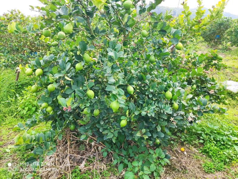 广东四季无籽香水柠檬苗，一年四季都开花，奶茶店适用