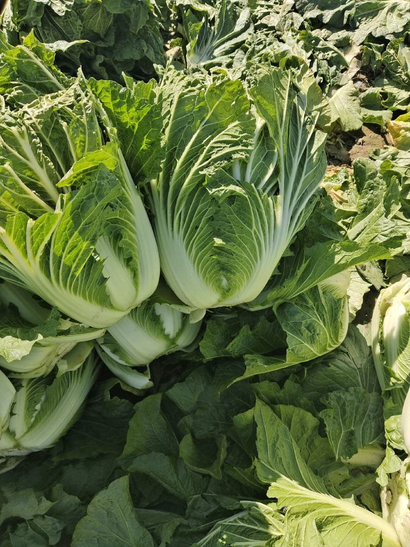 【牛商商家】白菜，黄心白菜，产地发货，量大从优