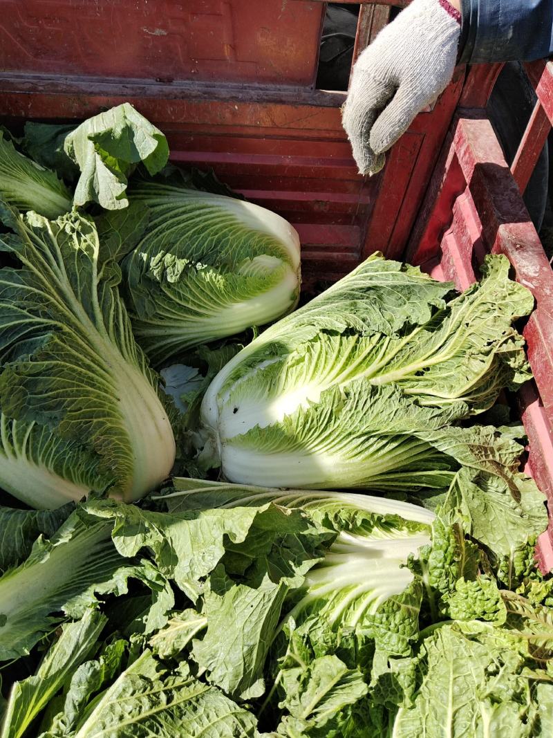 【牛商商家】白菜，黄心白菜，产地发货，量大从优