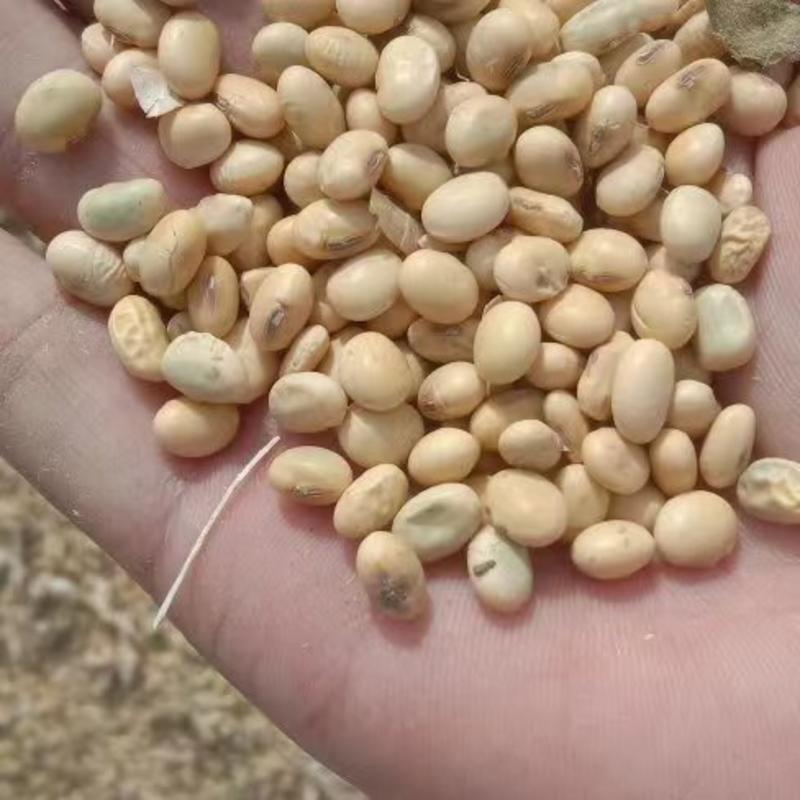 安徽黄豆本地优质高蛋白黄豆质量保证欢迎来电咨询