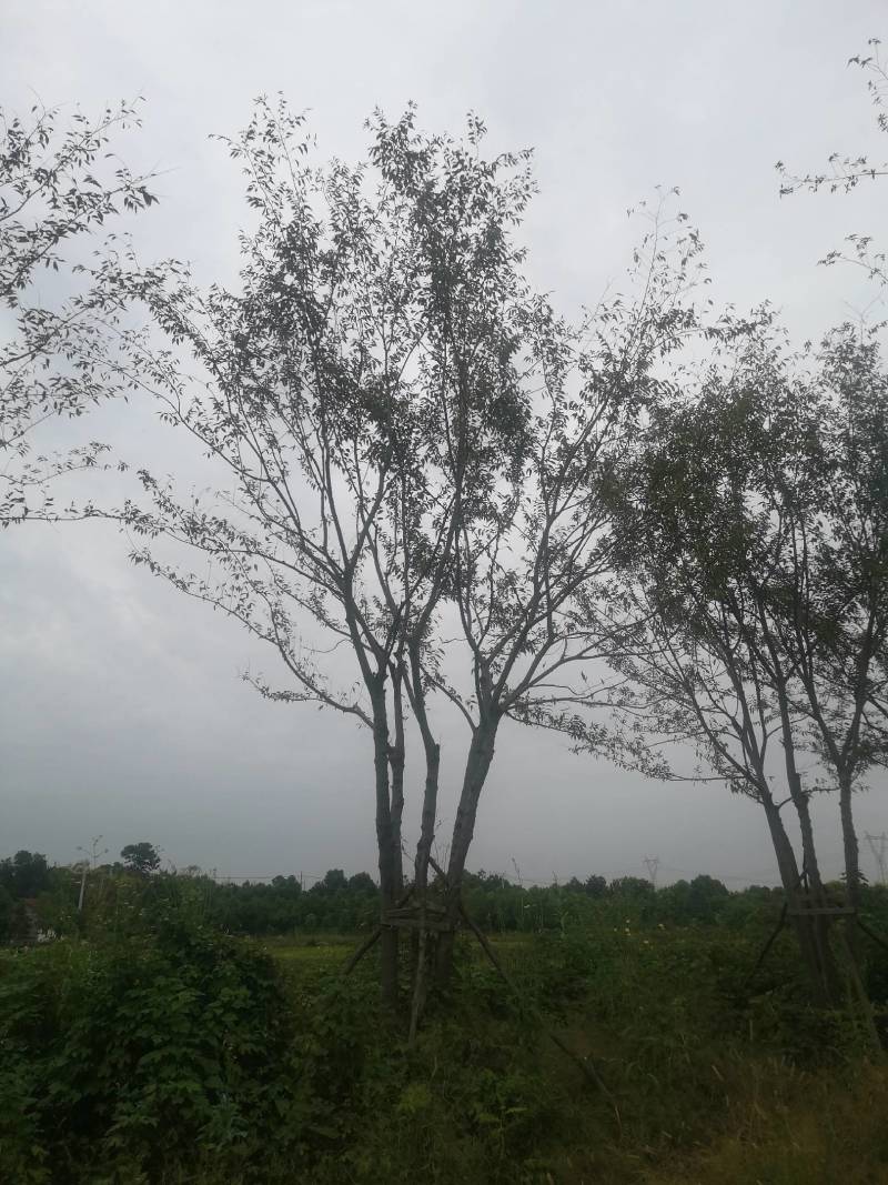 丛生朴树拼栽丛生朴树3-4-5杆合杆40公分丛生朴树