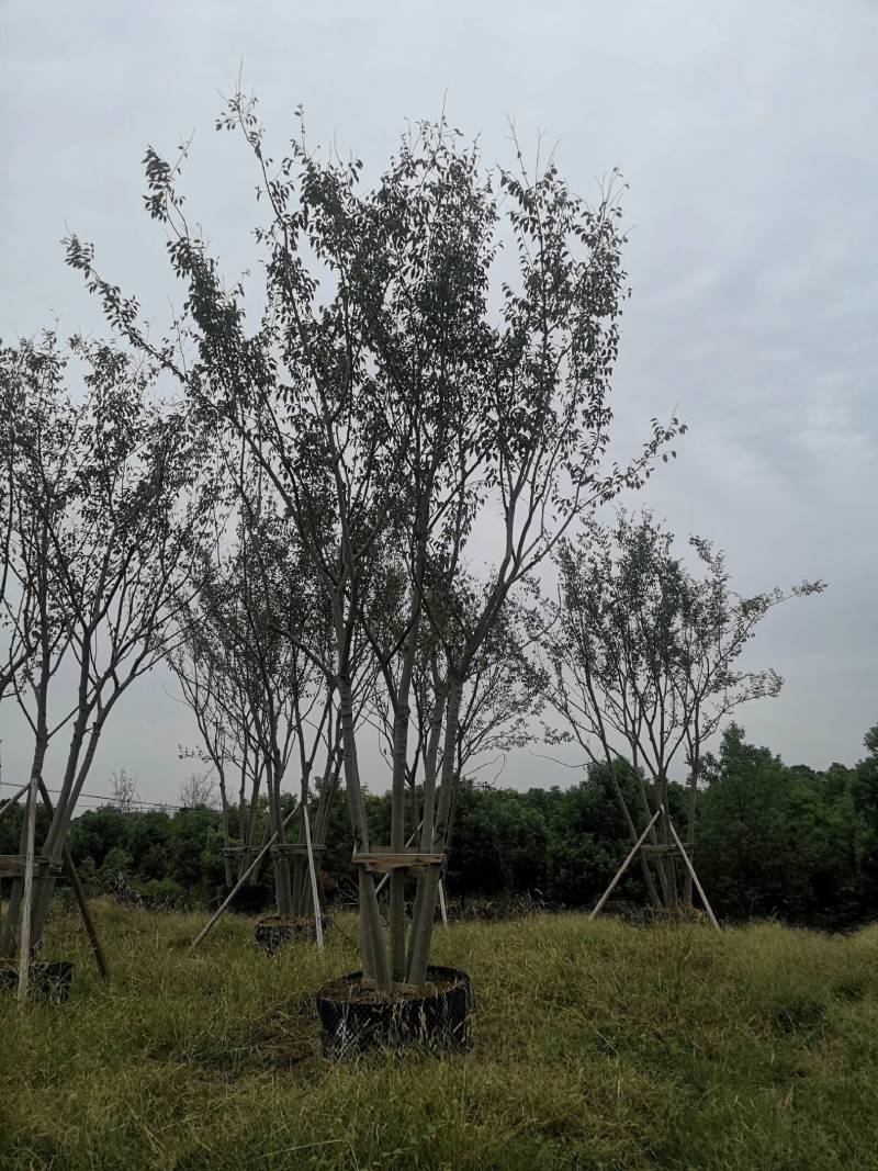 丛生朴树拼栽丛生朴树3-4-5杆合杆40公分丛生朴树