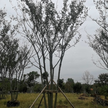 丛生朴树拼栽丛生朴树3-4-5杆合杆40公分丛生朴树