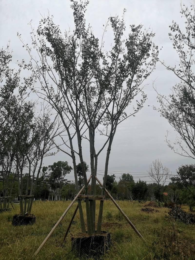 丛生朴树拼栽丛生朴树3-4-5杆合杆40公分丛生朴树