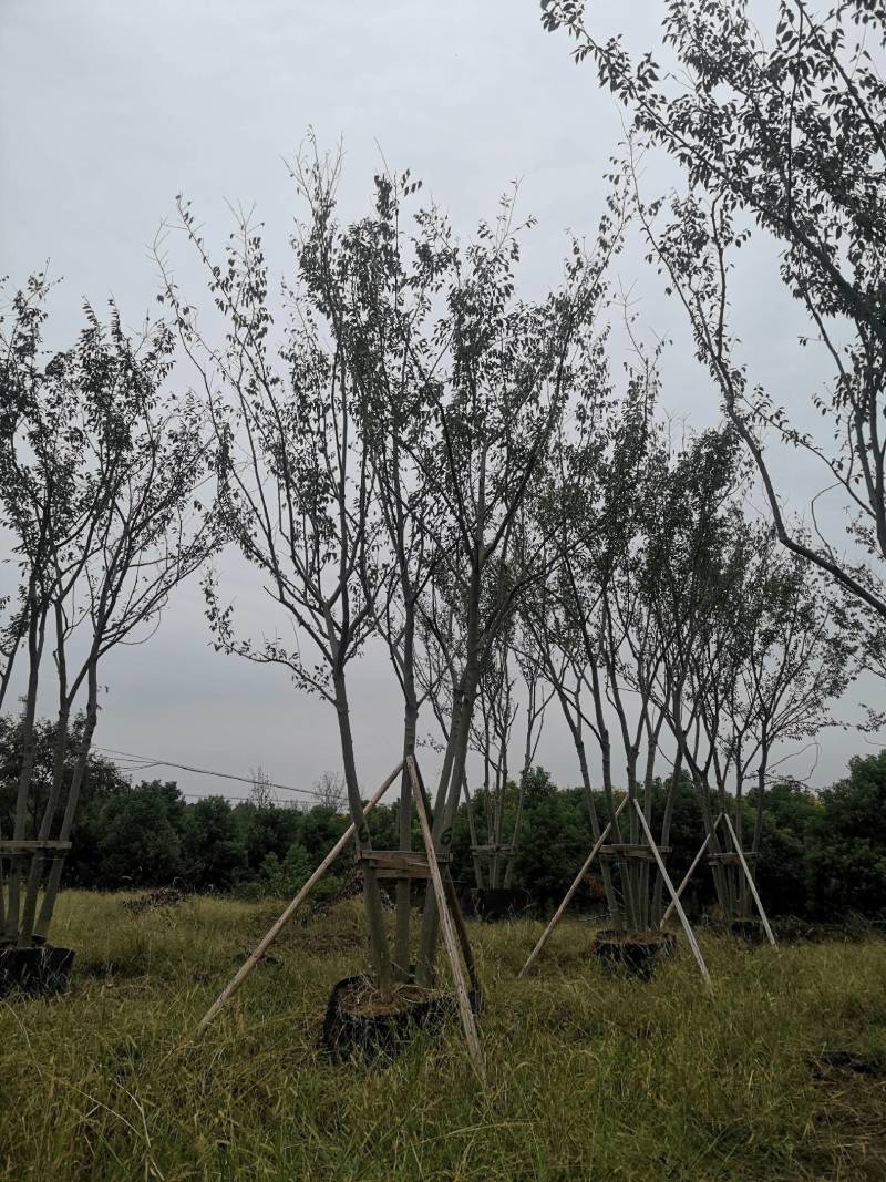 丛生朴树拼栽丛生朴树3-4-5杆合杆40公分丛生朴树