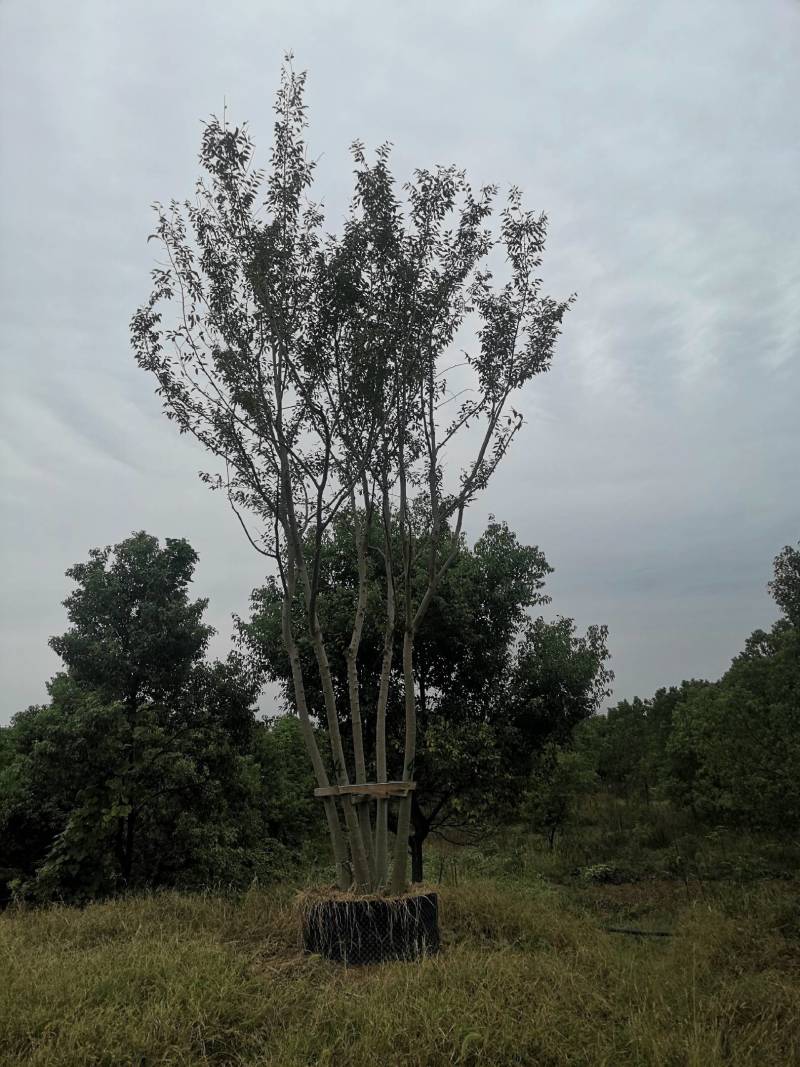 丛生朴树拼栽丛生朴树3-4-5杆合杆40公分丛生朴树