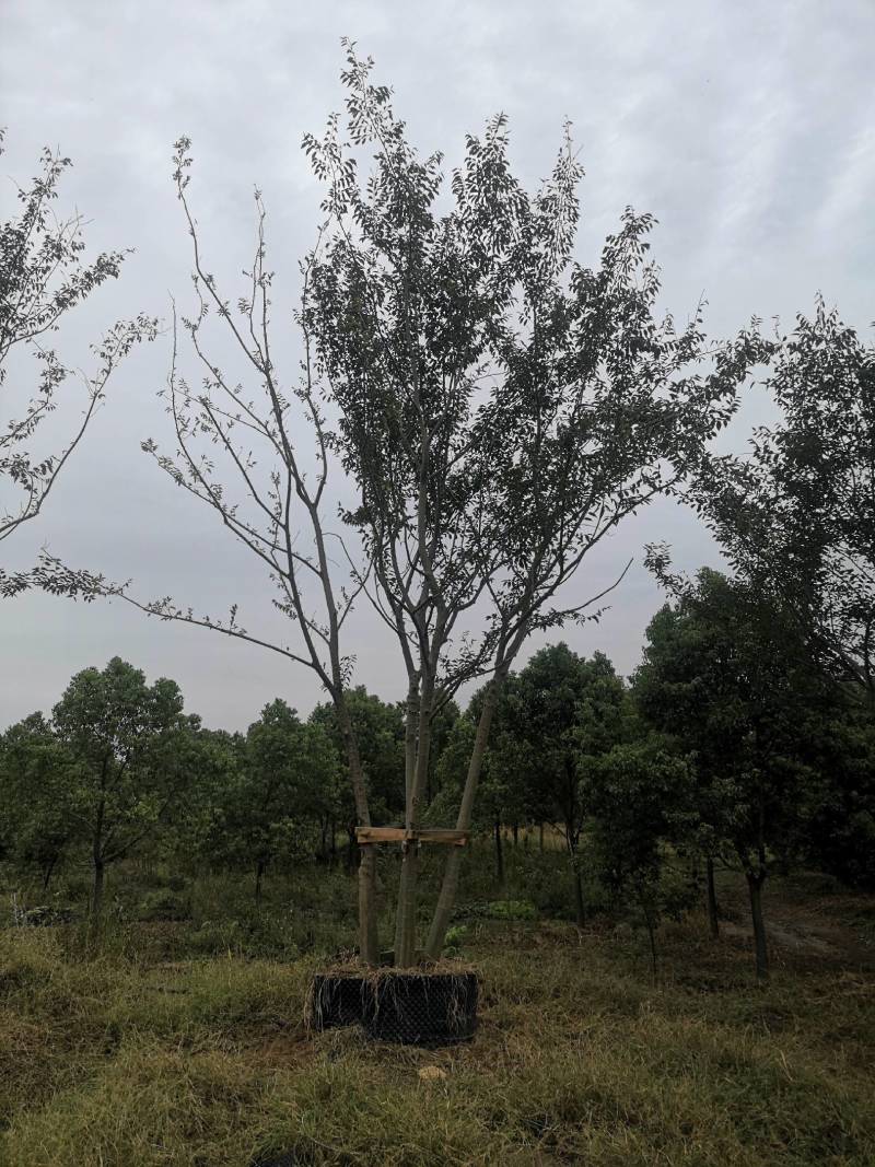 丛生朴树拼栽丛生朴树3-4-5杆合杆40公分丛生朴树