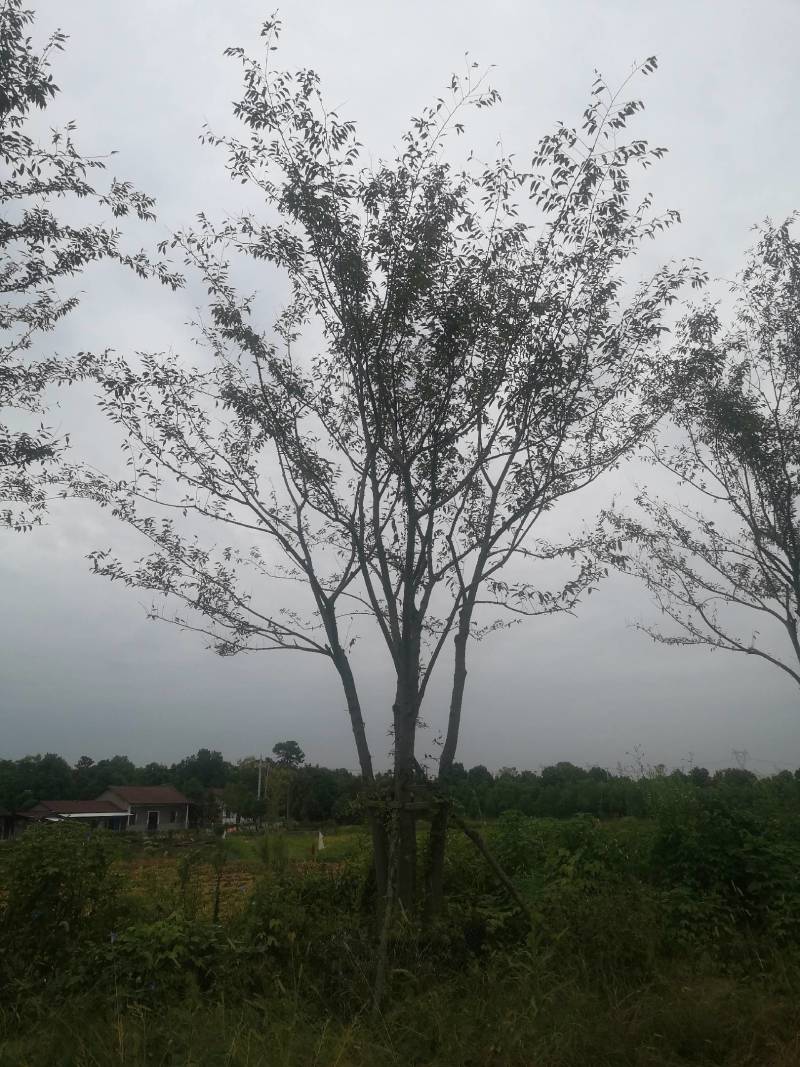 丛生朴树拼栽丛生朴树3-4-5杆合杆40公分丛生朴树
