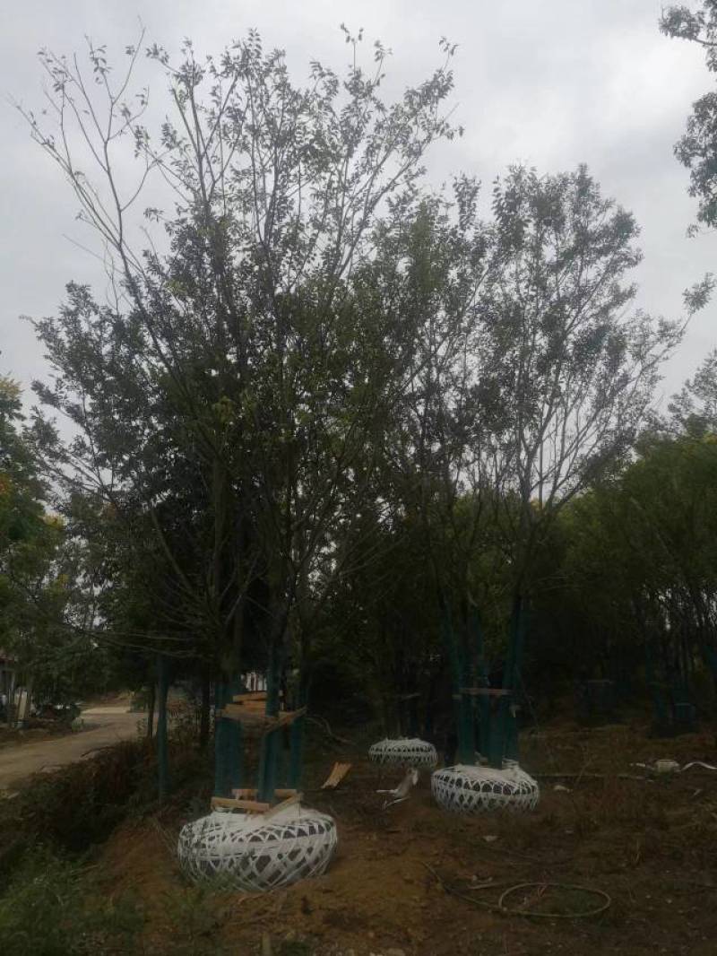 丛生朴树拼栽丛生朴树3-4-5杆合杆40公分丛生朴树