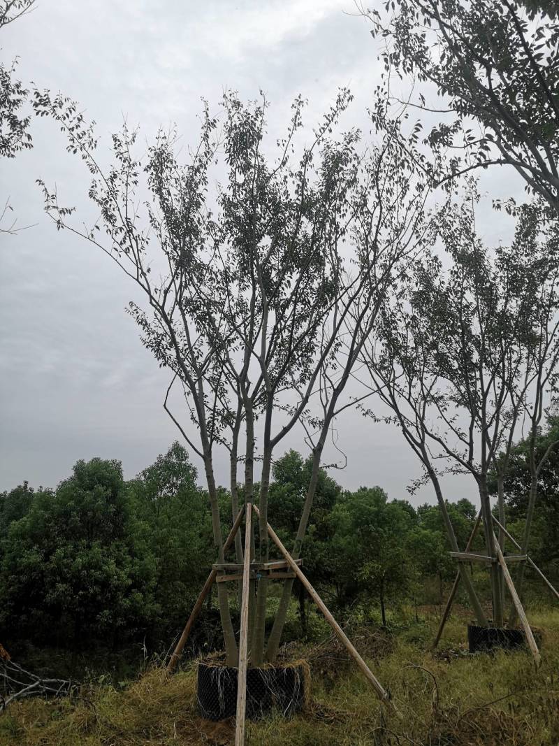 丛生朴树拼栽丛生朴树3-4-5杆合杆40公分丛生朴树