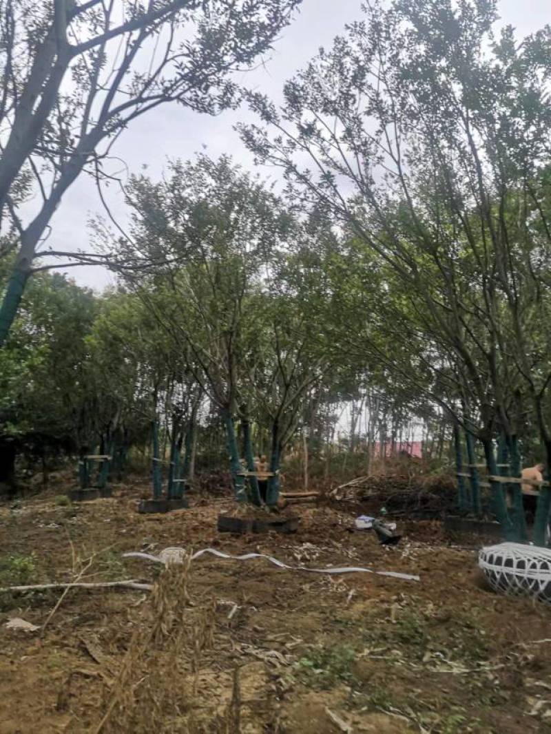 丛生朴树拼栽丛生朴树3-4-5杆合杆40公分丛生朴树