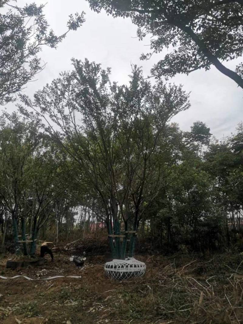 丛生朴树拼栽丛生朴树3-4-5杆合杆40公分丛生朴树