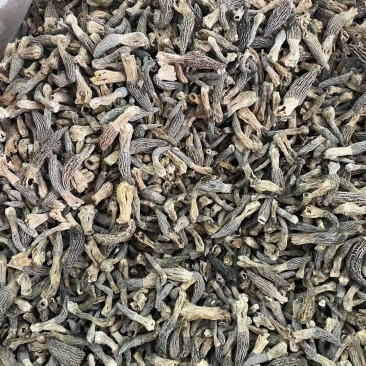 野生小个羊肚菌