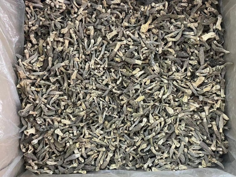 野生小个羊肚菌