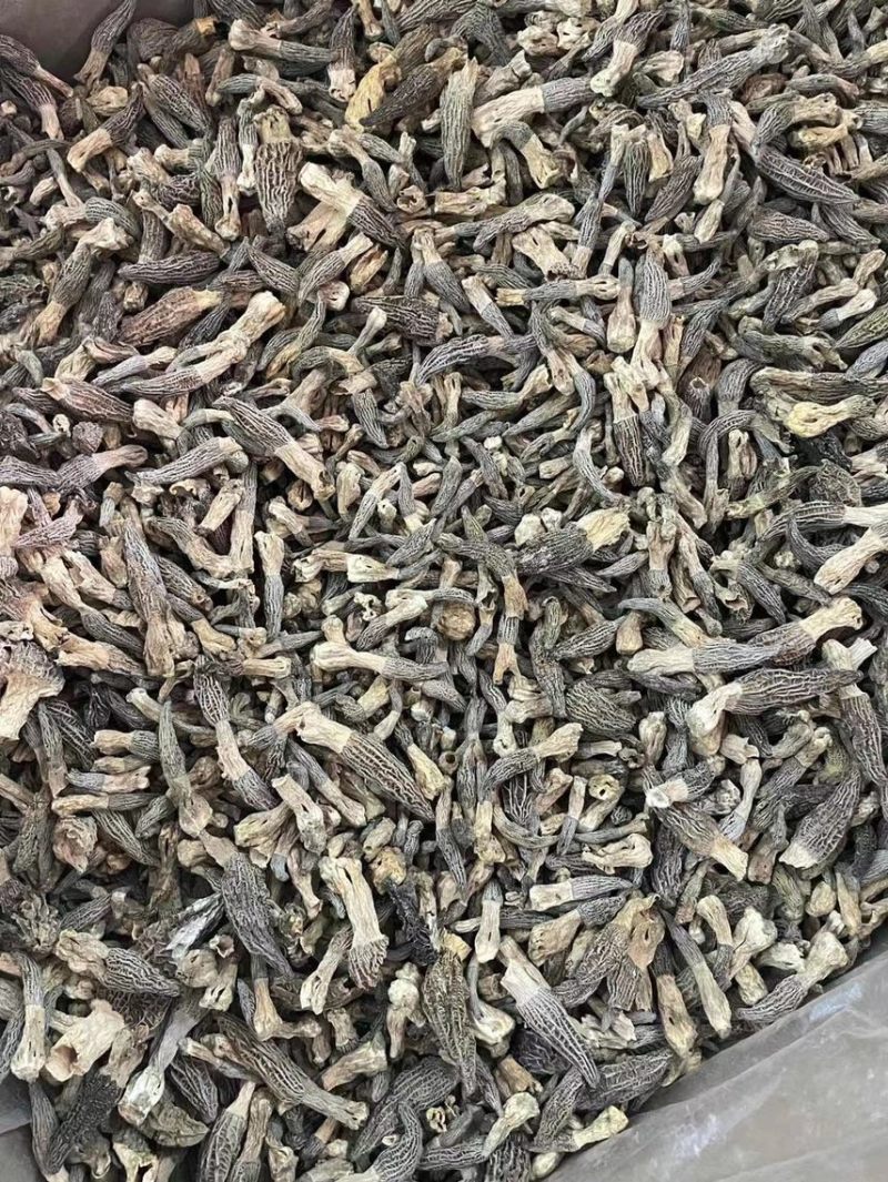 野生小个羊肚菌
