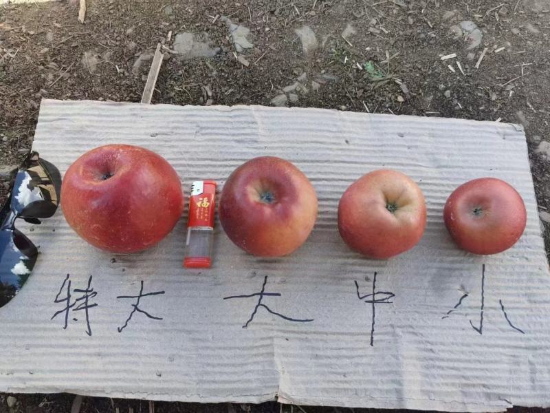 长期有货一手货源新鲜红将军苹果