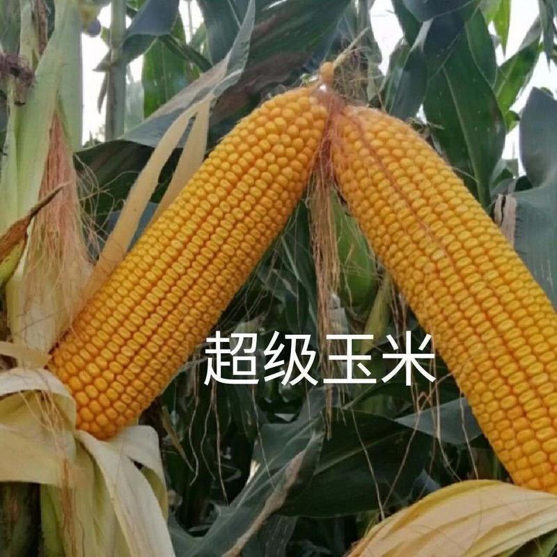 【强烈推荐】精品铁杆金大棒9999玉米种子超高产抗倒伏