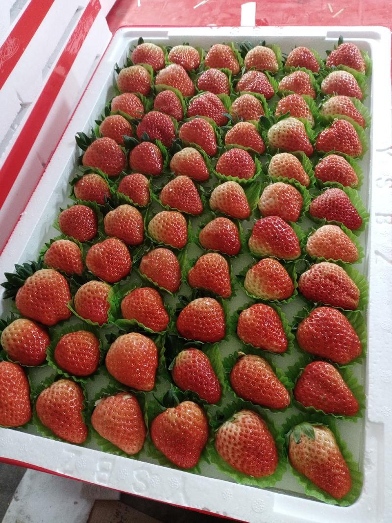 红颜草莓高品质，好草莓。产地发货保证新鲜一件代发