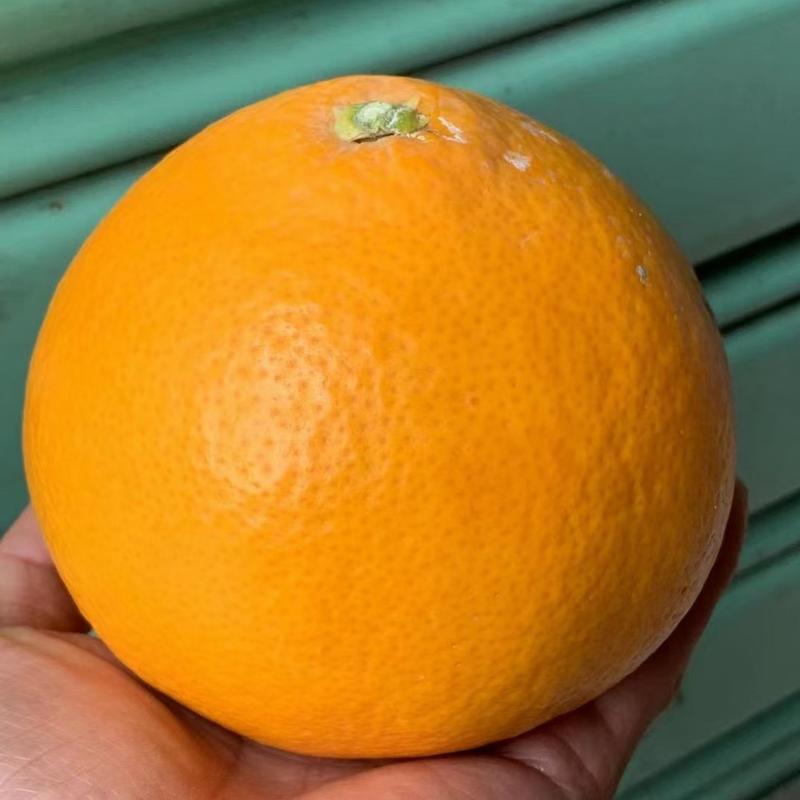 柚美人柑橘