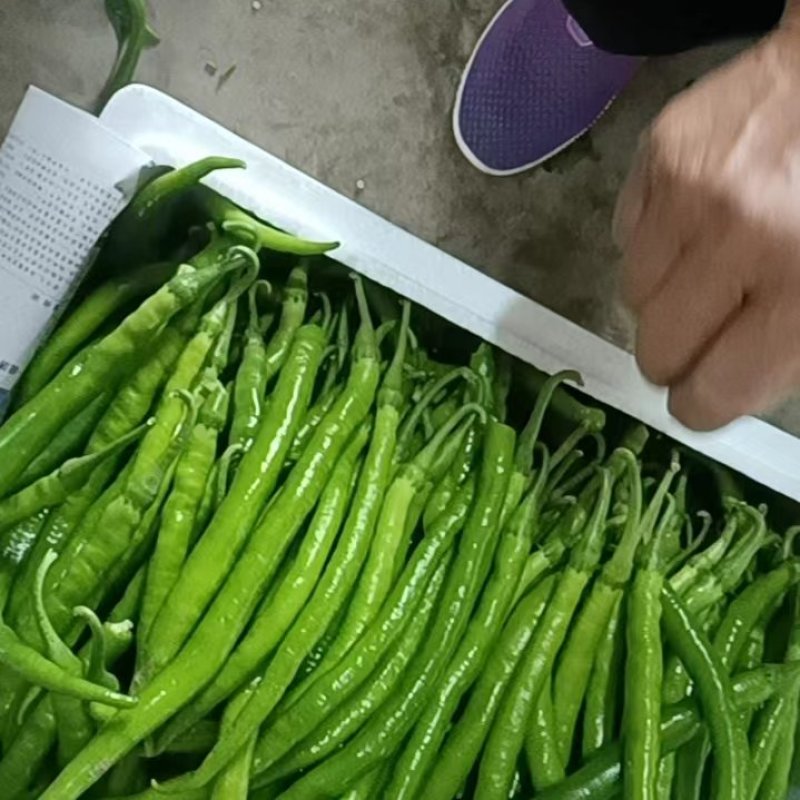 新鲜线椒专业代收货源充足辣度适中新鲜采摘当天装车