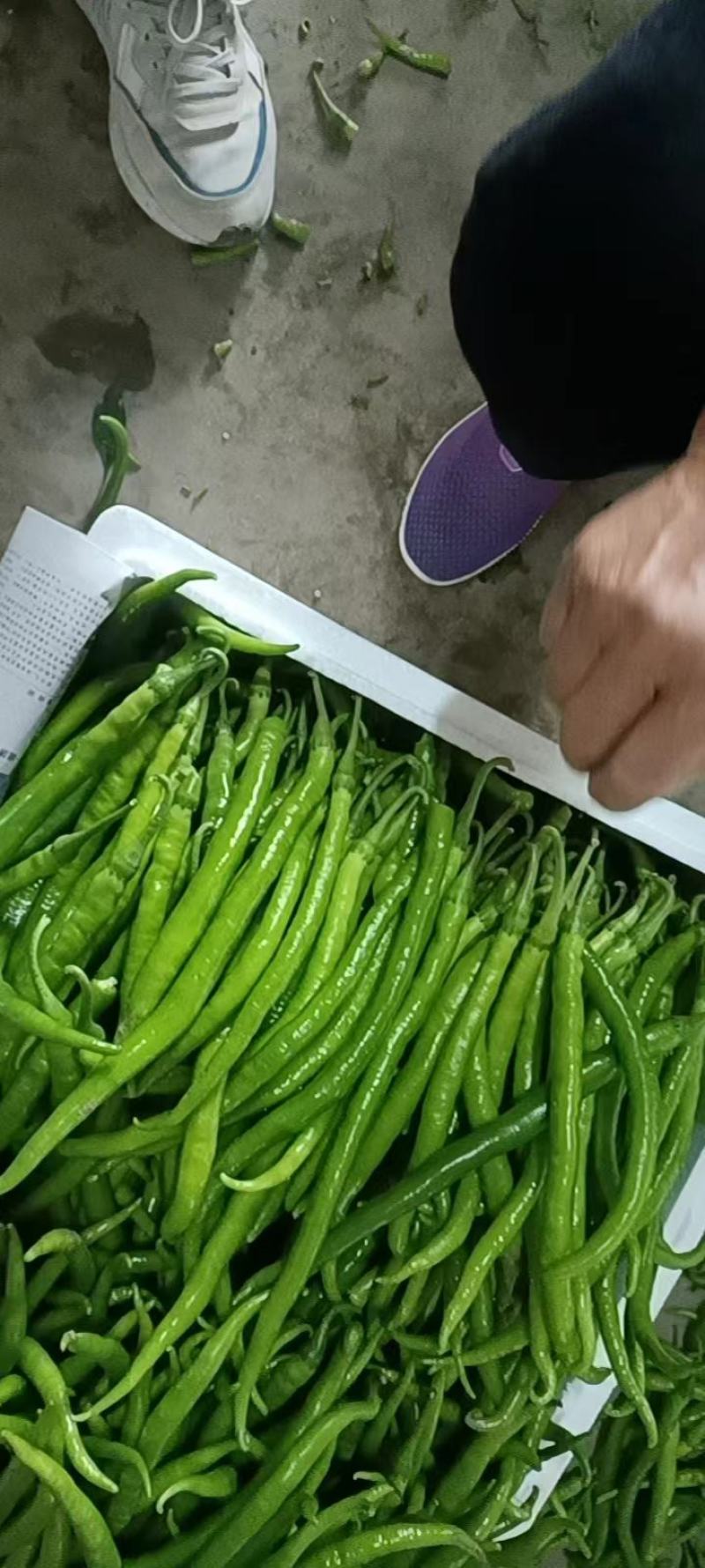 新鲜线椒专业代收货源充足辣度适中新鲜采摘当天装车