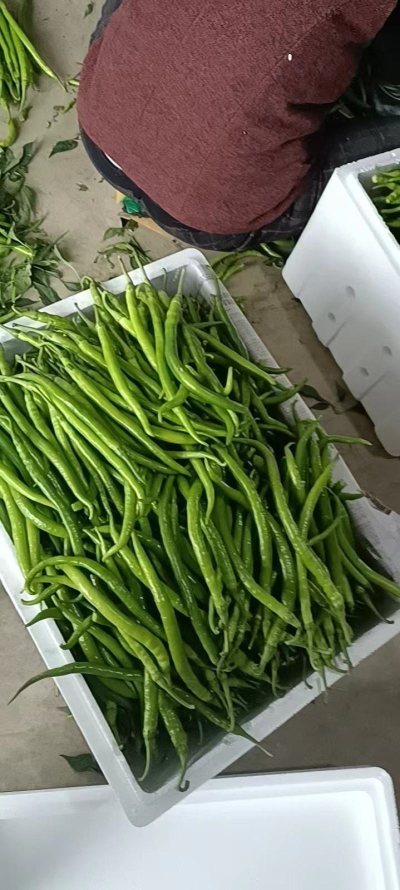 新鲜线椒专业代收货源充足辣度适中新鲜采摘当天装车