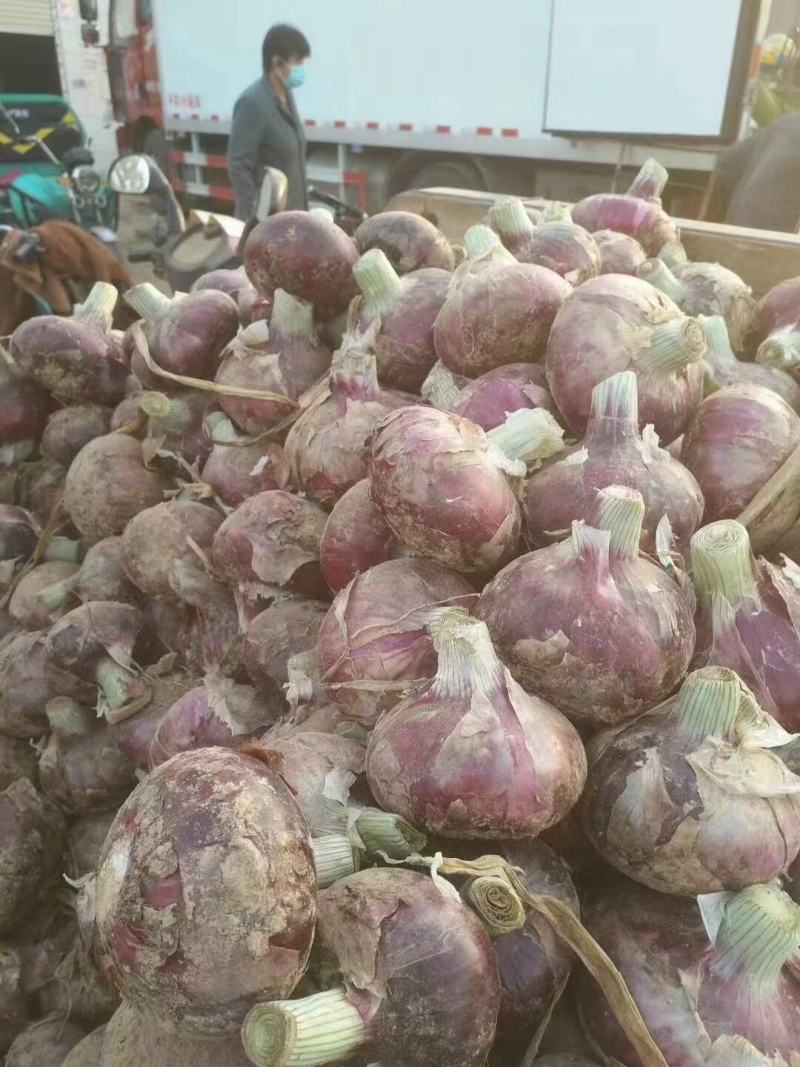 红皮洋葱紫皮洋葱大量上市。货源充足，质量保证。信誉至上
