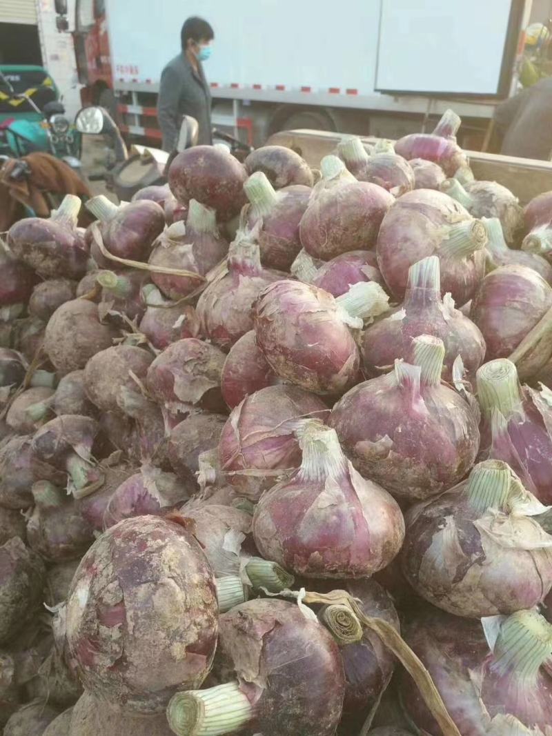 红皮洋葱紫皮洋葱大量上市。货源充足，质量保证。信誉至上