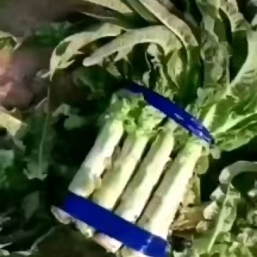 红叶莴笋种植面积大，质量好价格，颜色鲜艳，无列口黑心，